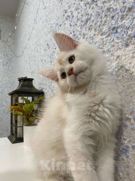 Кошки в Вологде: Очаровательный мейн-кун Мальчик, 30 000 руб. - фото 3