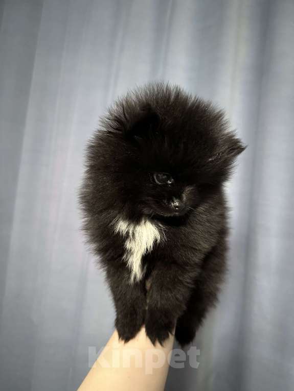 Собаки в Рязани: Померанский шпиц  Девочка, 26 000 руб. - фото 3