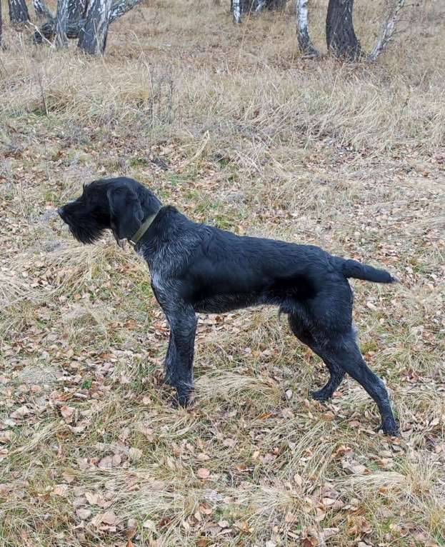 Собаки в Чебаркуле: Щенок породы Дратхаар, с документами Мальчик, 45 000 руб. - фото 4