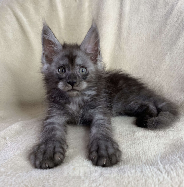 Кошки в Дмитрове: Черный дымчатый мальчик мейн кун Мальчик, 50 000 руб. - фото 2