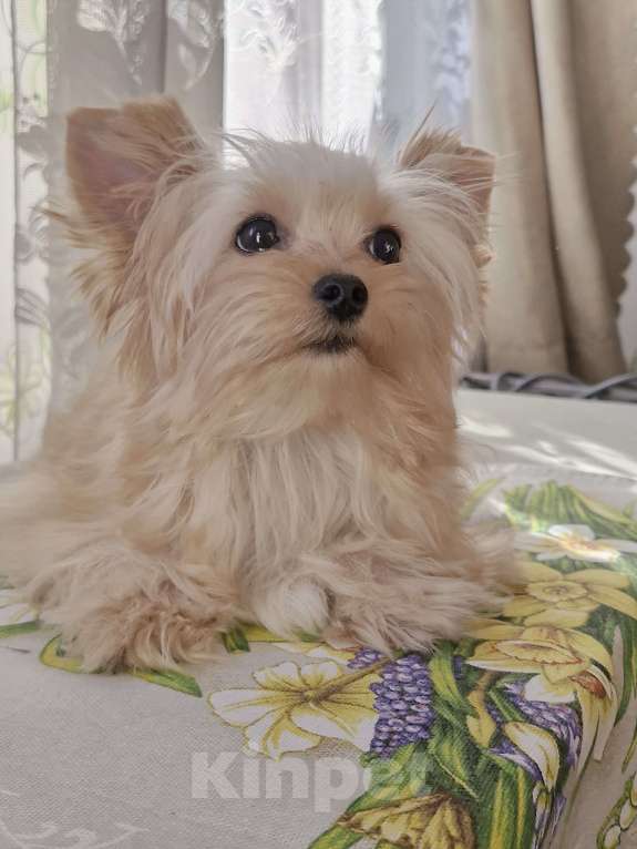 Собаки в Ростове-на-Дону: Голддаст йорк Мальчик, 30 000 руб. - фото 2