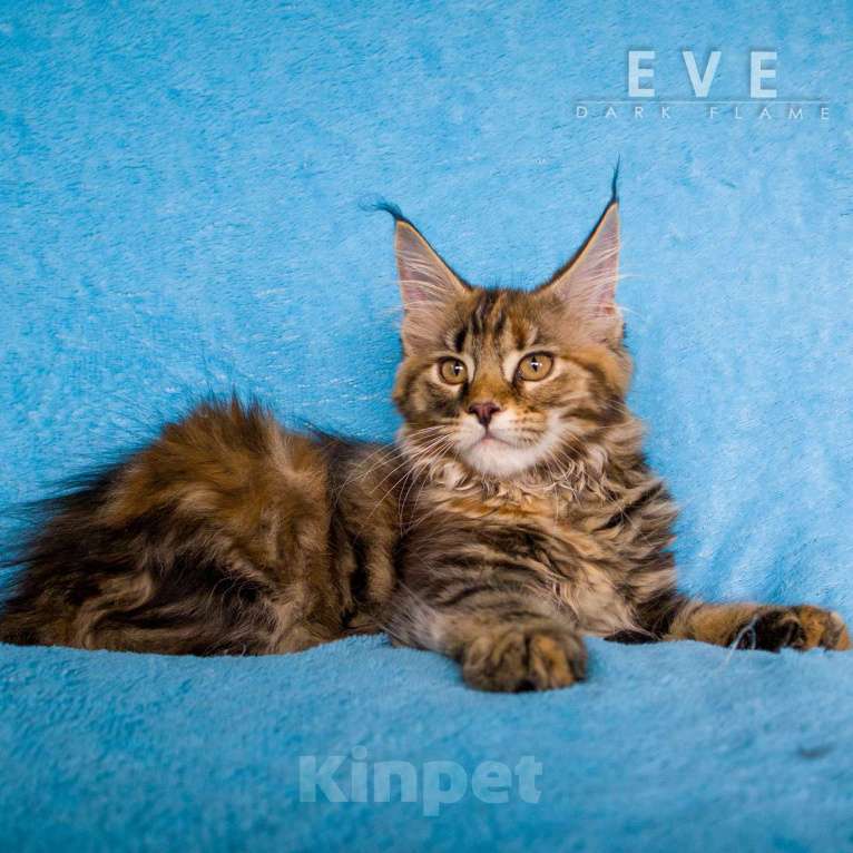 Кошки в других городах Воронежской области: Ева — мраморное чудо с шелковым характером Девочка, 50 000 руб. - фото 3