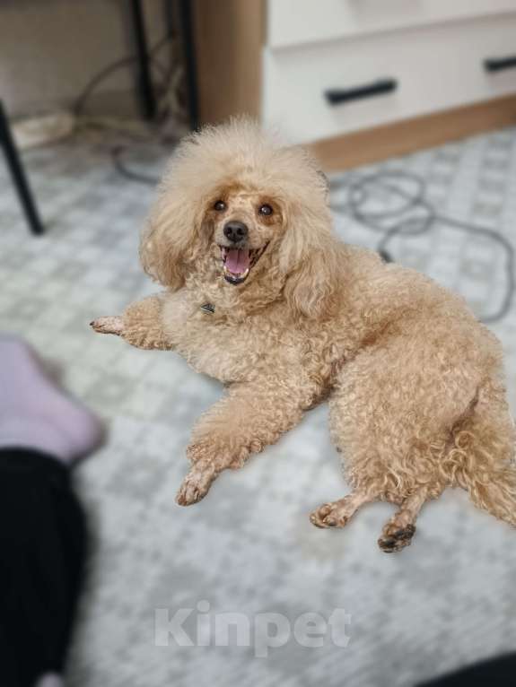 Собаки в Москве: Ищем сучку на случку  Мальчик, 5 000 руб. - фото 1