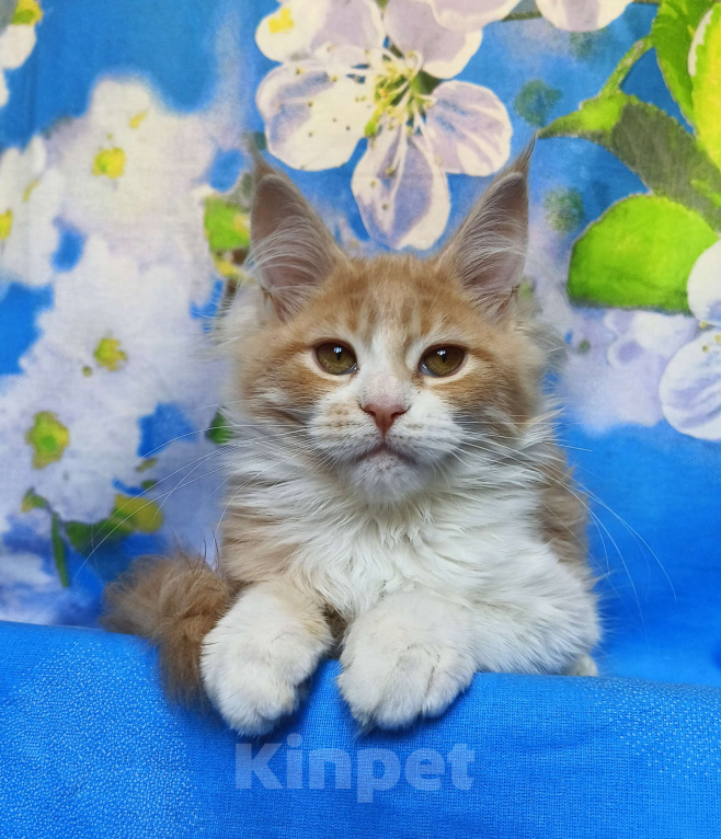 Кошки в Москве: Котёнок Мейн Кун Девочка Девочка, 60 000 руб. - фото 1
