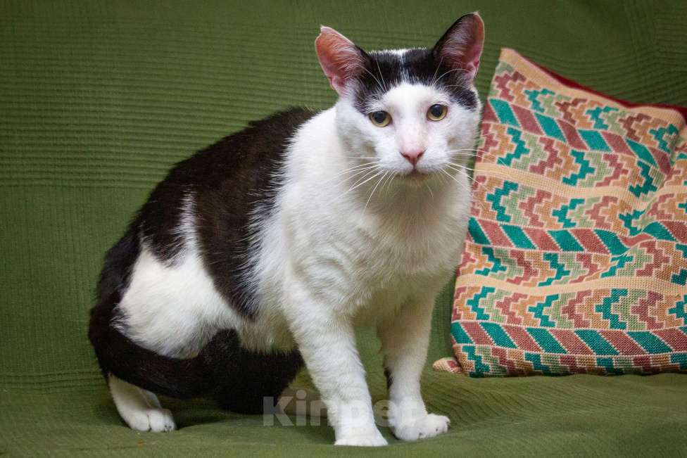 Кошки в Москве: Русский кот Бендер Мальчик, Бесплатно - фото 3