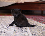 Кошки в Екатеринбурге: Шотландские прямоухие короткошёрстные котята Разнополые, 2 500 руб. - фото 6