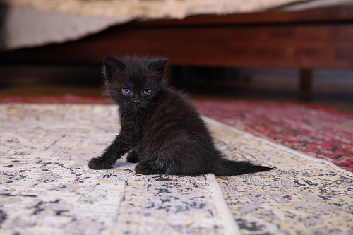Шотландские прямоухие короткошёрстные котята