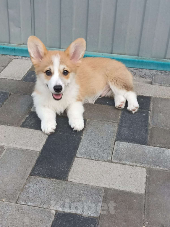 Собаки в Батайске: Щенки вельш-корги пемброк Мальчик, 25 000 руб. - фото 2