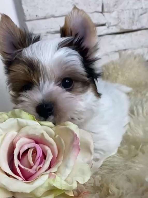 Собаки в Москве: Бивер мальчик РКФ  Мальчик, 75 000 руб. - фото 3