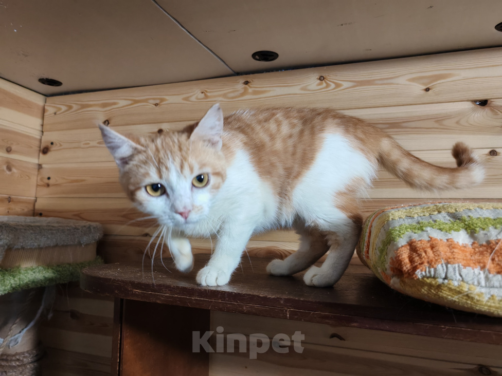 Кошки в Одинцово: Девочка Санса ласковая плюшка 7 мес Девочка, Бесплатно - фото 3