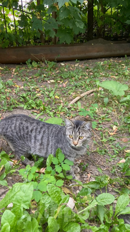 Кошки в Калуге: Кошка Девочка, Бесплатно - фото 1