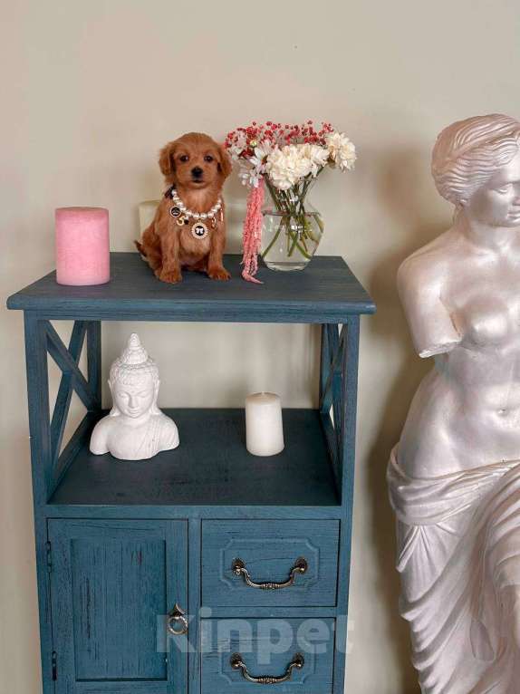 Собаки в Москве: Мальтипу мини f1 Мальчик, 65 000 руб. - фото 4