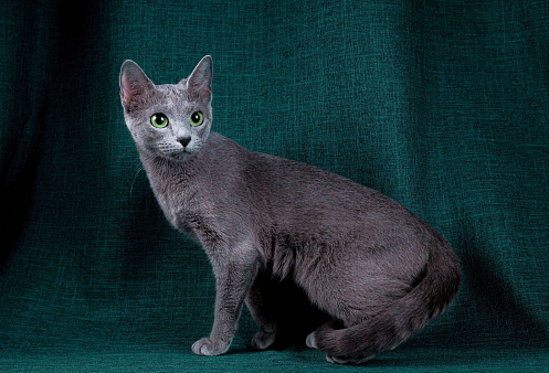Русская голубая кошка