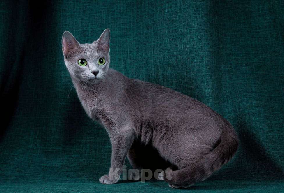 Кошки в Ижевске: Русская голубая кошка Девочка, 10 000 руб. - фото 1