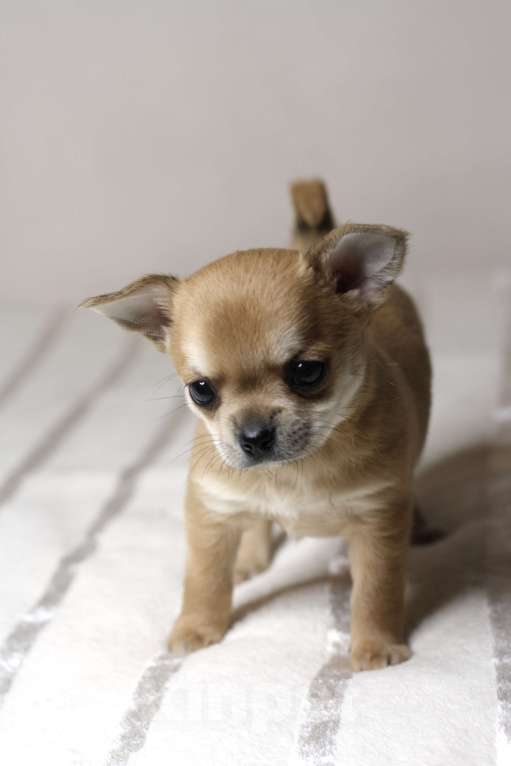 Собаки в Санкт-Петербурге: Брутальный мальчишка чихуахуа  Мальчик, 50 000 руб. - фото 2