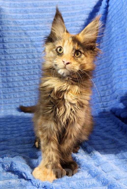 Кошки в Балабаново: Кошечка Мейн Куна полидакт Девочка, 35 000 руб. - фото 2