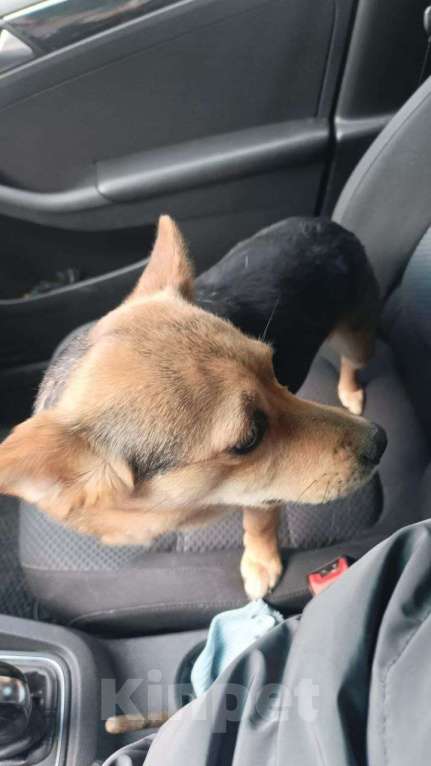 Собаки в Москве: Маленькая собачка, 7 кг в добрые руки! Девочка, Бесплатно - фото 4