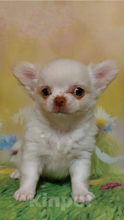 Собаки в Волгограде: Чихуахуа длинношерстные Девочка, 50 000 руб. - фото 3