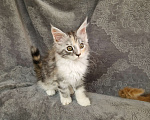 Кошки в Мурином: Кошечка мейн-кун классика тикированная черепаха на серебре с белым Девочка, 30 000 руб. - фото 9