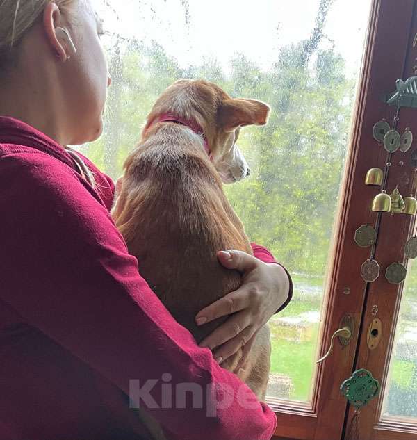 Собаки в Москве: Маленькая собачка Жужа ищет дом Девочка, 10 руб. - фото 5