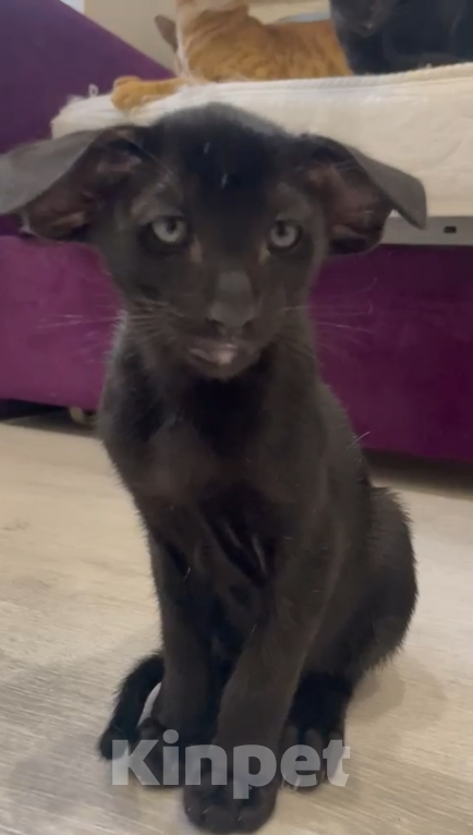 Кошки в Челябинске: Ориентальный мальчик  Мальчик, 190 000 руб. - фото 7