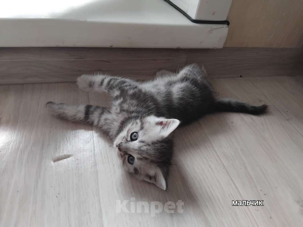 Кошки в Новосибирске: Шотландики Мальчик, 7 000 руб. - фото 9