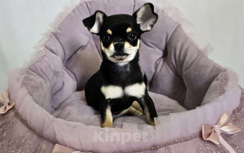 Собаки в Кемерово: Щенок чихуахуа Девочка, 80 000 руб. - фото 3