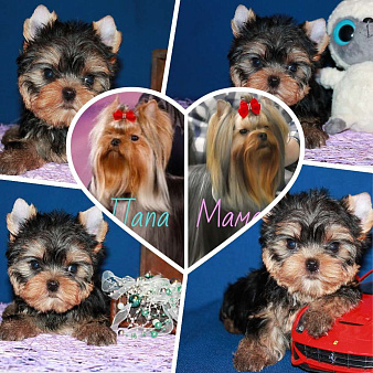 Маленький мальчик, Лидер.