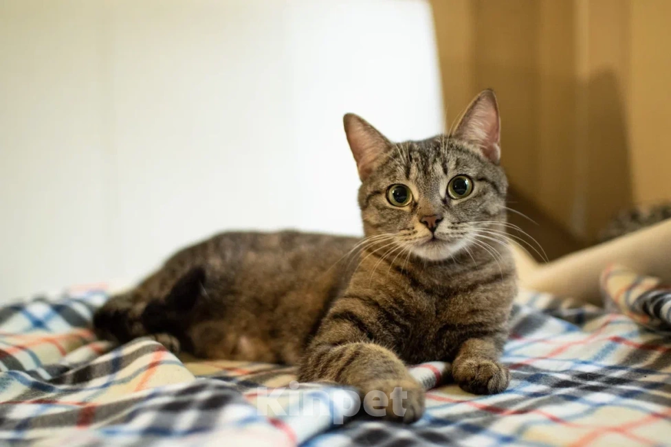 Кошки в Москве: Говорливая Миринда в любящую семью❤️ Девочка, Бесплатно - фото 2