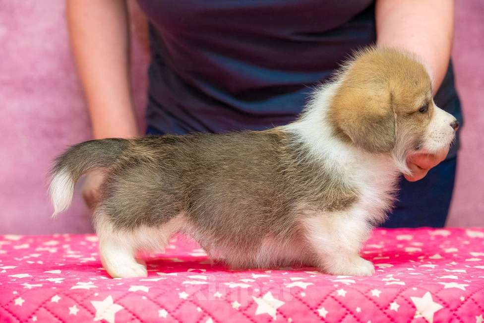Собаки в Москве: Вельш корги пемброк щенки Разнополые, 40 000 руб. - фото 3