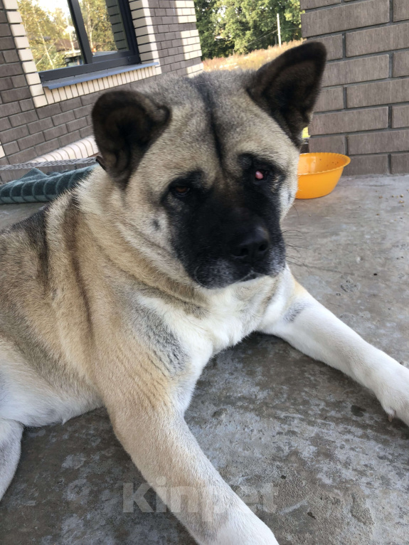 Собаки в других городах Тульской области: Потерялась собака  Девочка, 1 000 руб. - фото 3