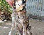 Собаки в Москве: Расстрелянная Айза со щенками из Дагестана ищут дом Девочка, 10 руб. - фото 1