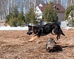 Собаки в других городах Московской области: Собаки щенки немецкой овчарки рабочего разведения Девочка, 80 000 руб. - фото 8