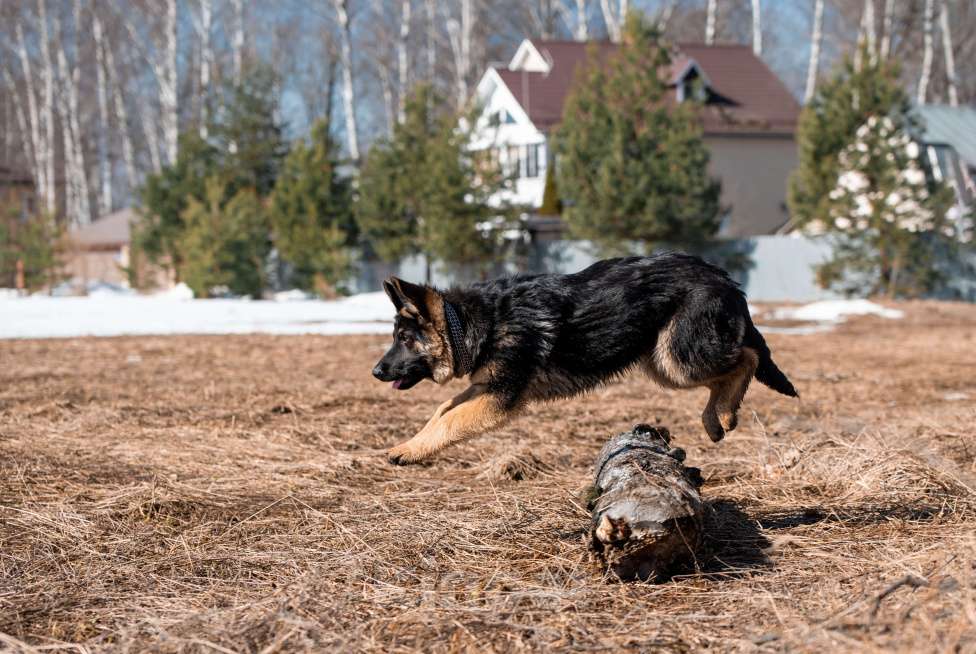 Собаки в других городах Московской области: Собаки щенки немецкой овчарки рабочего разведения Девочка, 80 000 руб. - фото 8