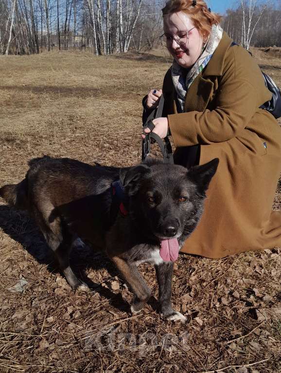 Собаки в Москве: Келли Девочка, Бесплатно - фото 8