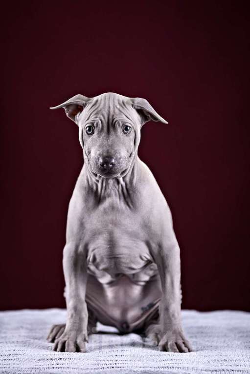 Собаки в других городах Московской области: Щенок Тайского Риджбека Девочка, 150 000 руб. - фото 1