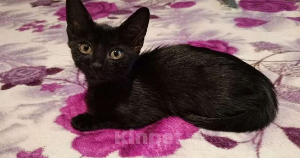 Кошки в Черкесске: Котёнок в добрые руки Девочка, Бесплатно - фото 2