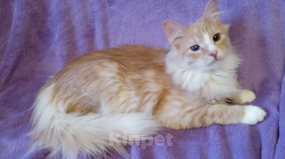 Кошки в Москве: Рыженький с белым серебристый сибирский подросток Мальчик, 20 000 руб. - фото 5