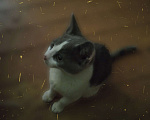 Кошки в Москве: Котик милый охламон Мальчик, 500 руб. - фото 5