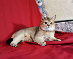 Кошки в Волгограде: Вязка британец золотая шиншилла, 2 000 руб. - фото 1