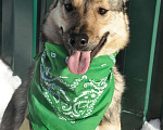 Собаки в Москве: Общительный, дружелюбный пёс Поль из приюта, ищет дом Мальчик, 10 руб. - фото 6