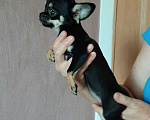 Собаки в Ульяновске: щенок чихуахуа Девочка, 40 000 руб. - фото 1