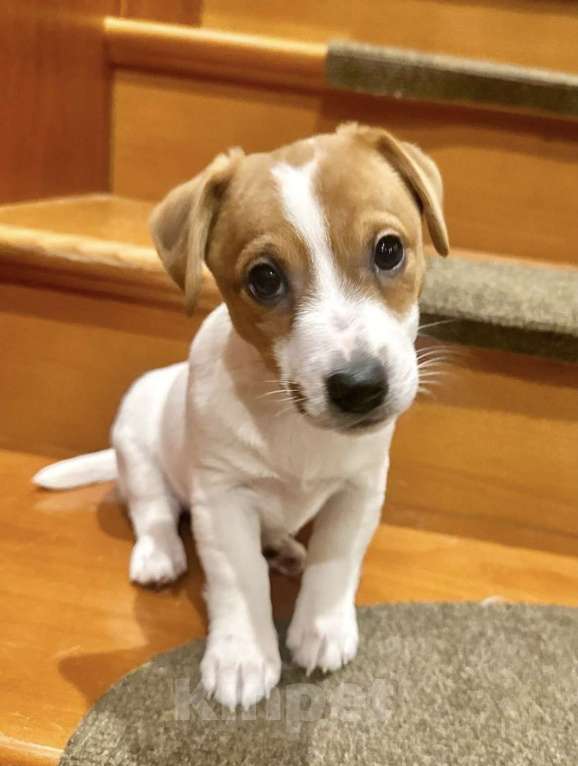 Собаки в Москве: Щенок Джек Рассел терьера Девочка, 40 000 руб. - фото 1