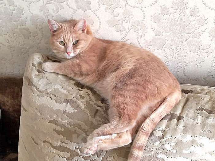 Кошки в Москве: Ищет дом кот Персик — ласковый, спокойный, домашний Мальчик, 10 руб. - фото 10