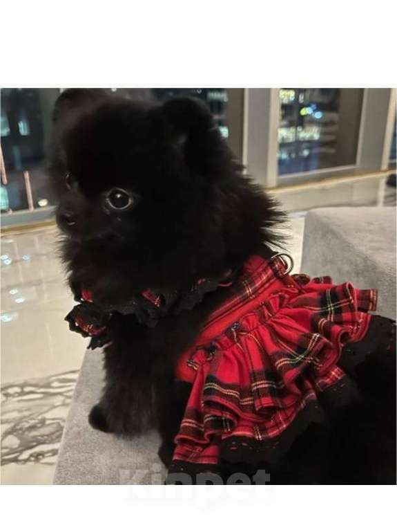 Собаки в Самаре: Продажа Девочка, 50 000 руб. - фото 1