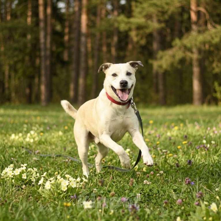 Собаки в Москве: собака Илай из приюта в добрый руки Мальчик, Бесплатно - фото 2