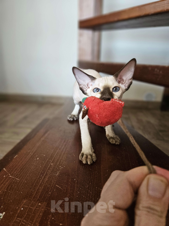 Кошки в Перми: Котенок Петерболд Девочка, 60 000 руб. - фото 3