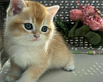 Кошки в Владивостоке: Котенок британской породы Мальчик, 90 000 руб. - фото 5