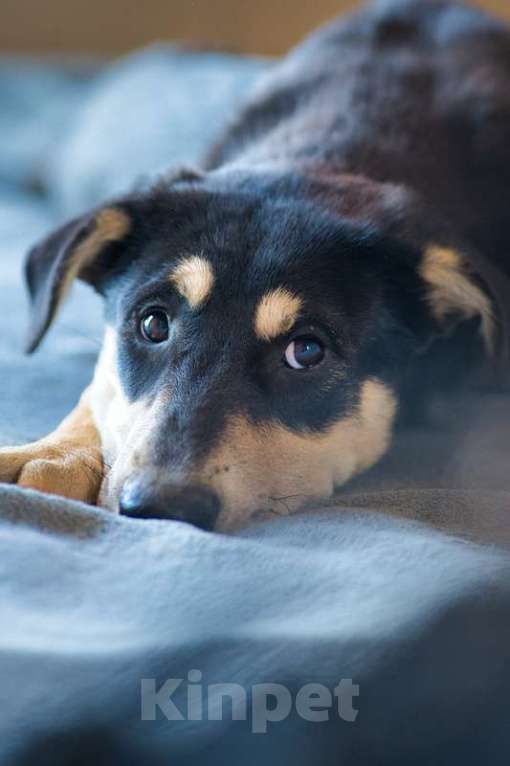 Собаки в Москве: Умняшка Принцесса — щенок в добрые руки Девочка, 1 руб. - фото 4