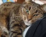 Кошки в Москве: Кошечка Бася ищет добрых людей Девочка, Бесплатно - фото 2